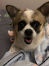 宠星记 宠物绷带 遛狗防脏 自粘带缠脚 狗狗鞋子脚套鞋套 小中大型犬 宽7.5cm 蓝色黑爪 1卷 实拍图