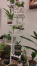 木马人 简易家用多层花架子阳台多肉花架客厅室内盆景架花盆架可置物 白色7层 实拍图