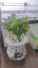 墨一薄荷盆栽玻璃盆新鲜薄荷叶室外好养公室桌面易活植物 薄荷玻璃盆 晒单实拍图