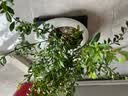 自然空间小叶赤楠盆栽室内盆景植物苑白1造型赤楠+250座+2营养液 源头直发 实拍图