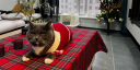 华元宠具（hoopet）猫咪衣服过年冬装毛衣防掉毛小狗狗衣服宠物拜年衣服保暖喜庆唐装 圣诞色雪花毛衣 L：胸围44cm（建议7-10斤） 实拍图