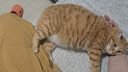 皇家皇家成猫猫粮 肠道舒适 EP42通用粮12月以上10KG 实拍图