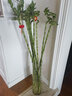 喜艺带根转运竹水竹富贵竹植物水养开运竹子盆栽客厅室内招财水培绿植 转运竹弯竹 100厘米 10支 含瓶 实拍图