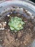 采缇（CAITI）【万人选购】多肉植物带盆 水晶玉露多肉植物幼儿园盆栽 一颗精品玉露【1个盆+土+肥】 原盆原土 实拍图