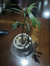 八芽海岛罗汉松指尖微型盆栽桌面小绿植迷你拇指好养植物源头直发包邮 罗汉松-白小雪梨盆 陶瓷盆-带盆栽好 实拍图