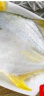 渔吻 新鲜海捕国产金鲳鱼 深海鱼平鱼鲳鱼鲜活冷冻鱼类金昌鱼海鲜水产 码头直发 6条装（3000g-3300g） 实拍图