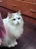 福丸豆腐膨润土混合猫砂除臭低尘不易粘底可冲厕所云顶茶香猫沙 云顶茶香2.5kg*5+原味2.5kg*1 实拍图
