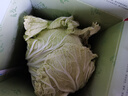 【顺丰】山东有机胶州大白菜 青岛三里河原产炖菜 新鲜当季蔬菜 2颗  8-10斤 实拍图