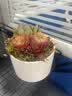 墨一儿童节多肉植物组合盆栽室内好养办公室桌面绿植小盆栽花卉 圆形盆A（赠插牌5件套） 带盆栽好 实拍图