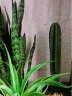 量天尺仙人柱室内植物北欧风格仙人掌盆栽阳台客厅北欧风露天好养 1颗有根量天尺60厘米左右 不带盆土 晒单实拍图