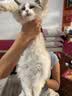 【空运 次日达】44l猫腹传针剂油剂干性湿性腹水腹膜炎可口服片剂 新款加强版【3瓶】20浓度 6ml*3支 实拍图