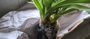 玫绚金边兰花苗 名贵精品 浓香型 建兰矮种室内 花卉 好养 瑞雪丰年 一颗6苗连体 带简易黑色软袋盆土 实拍图