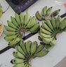 四叔公果蔬（现摘现发）福建天宝苹果蕉 新鲜水果软糯粉蕉小米蕉小香蕉香甜 5斤精选果 实拍图