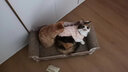 珑小宠 宠物电热毯狗狗宠物猫用加热垫取暖猫咪取暖器热垫暖垫狗用垫子 9档调温定时款【70*90cm】 实拍图
