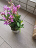 劉閣蘭花兰花苗 澳洲七彩石斛兰 冬带花苞出售泼墨香水石斛室内外花卉盆栽 七彩石斛20苗年底开花 带瓷白色盆 实拍图