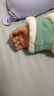 婧麒（JOYNCLEON）婴儿睡袋秋冬款宝宝一体式加厚纯棉防寒防踢被子儿童分腿冬季 冬款-圆摆纯棉【5-15℃】绿色恐 L码-身高85-95cm-年龄2-3.5岁 实拍图