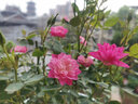 意轩【带花苞】欧月果汁阳台室内观花植物花卉盆栽四季开花月季 天荷繁星【大苗】【带花苞】 实拍图