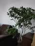 临雅马醉木水培植物鲜切枝条盆栽活树室内小绿植日本吊钟树苗客厅水培 150-160cm+120-130cm一枝+吊牌 实拍图