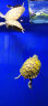 正宗金龟招财金钱大龟观赏黄金龟宠物小乌龟活物大乌龟深水吃菜龟 10—12厘米  （颜色好看） 情侣一对 实拍图
