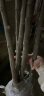 阿木木 食用香椿树苖 红油香椿苗 盆栽地栽果树苗 庭院阳台南方北方种植 2年苗5颗 晒单实拍图
