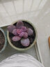 轩林美 多肉植物 贵货肉肉盆栽绿植花卉 桃美人(3-5cm) 实拍图