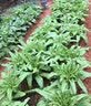 播种心情家庭种植蔬菜种子大全四季播种阳台盆栽农家庭院小菜园有机香菜菠 香辣二金条种子2包 实拍图