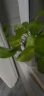开时果 绿植盆栽桌面水培绿植 办公室客厅花卉植物懒人盆景水生水养植物 栀子+发财+富贵+文竹+铁海+罗汉 实拍图