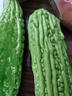 小汤山 苦瓜 400g 基地直供新鲜蔬菜安全可追溯 实拍图