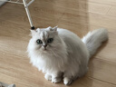 enoug逸诺sos猫咪去油膏去油尾巴马尾病黑下巴专用去油精华210ml 实拍图