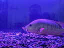 森森（SUNSUN）鱼缸LED七彩照明水族箱专用龙鱼鹦鹉鱼防水灯管 78CM双排超亮红色13W（带开关） 实拍图