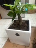 发财树盆栽文竹室内花卉小盆景办公室绿色植物客厅招财金钱树盆栽 发财树+高档白螺纹盆 实拍图