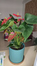 格调生活鸿运当头红掌盆栽绿植花卉室内客厅水培好养白掌一帆风顺四季开花 （2-3朵花）大号红掌原盆 含盆 实拍图