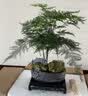 双盟精选文竹盆栽矮化老桩盆景办公室内绿植物好养四季常青禅意盆景 【苔藓款】文竹+紫砂盆+桥+底座 实拍图