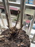 涵山菏泽观赏牡丹花苗盆栽庭院花卉洛阳牡丹树苗室内外阳台重瓣大花 12洛阳红 2到3分支 实拍图