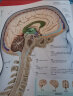 DK大脑百科：关于大脑解剖结构、功能和疾病的图解指南 实拍图