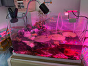 roxin高亮鱼缸LED灯水族箱节能防水灯草缸潜水夹灯水草小型支架 四排【三档变色】A200(适合20-30cm缸) 实拍图