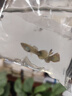森悠（SARYOR）孔雀鱼纯种观赏鱼小型淡水好养热带鱼活体斑马金鱼凤尾鱼繁殖 孔雀鱼套餐5 实拍图