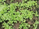 播种心情 家庭种植蔬菜种子孑籽大全四季播种阳台盆栽农家庭院小菜园有机 四季奶油生菜种子2包 实拍图