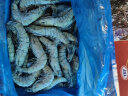 京东生鲜 海外直采 泰国活冻黑虎虾（巨型限量款）1.8kg 28-36只/盒 实拍图