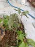 磊运沙糖桔树苗地栽盆栽南方北方种植橘子树苗柑桔果树果苗嫁接砂糖橘 3年精选苗(当年结果) 81cm(含)-110cm(含) 实拍图