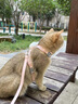 柒哦狗狗牵引绳小型犬背心式遛狗绳子泰迪比熊胸背带外出狗链子宠物 小兔子-粉色【背心式 双重锁扣】 S码-建议2-6斤 实拍图