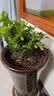 急兔米兰花植物四季花卉室内外耐寒绿植桌面盆栽/米兰原盆土源头直发 实拍图