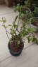 泰西丝茉莉花苗盆栽花卉植物室内绿植浓香花卉 茉莉花6株+0.5塑料加仑盆 晒单实拍图