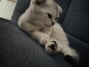 恩倍多猫咪驱虫药猫用体内外驱虫成猫幼猫体内除蛔虫线虫去跳蚤虱子 【内外同驱】体外驱虫3支+体内驱虫4片 实拍图