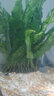 异景园鱼缸水族箱造景阴性水草海藻球绿藻球生态瓶绿澡球水藻球微景观 特大铁皇冠 晒单实拍图