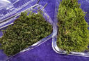 青苔藓鲜活苔藓微景观植物盆景盆栽水陆缸假山草造景材料白发藓短绒青苔- 白发藓(11*8)cm 2盒 实拍图