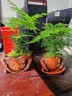 叹为观止室内水培土培懒人盆景植物清新空气办公室盆栽桌面 文竹 坚持盆 带盆栽好 实拍图