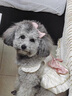 麦富迪麦富迪狗粮大袋通用40佰萃成犬粮土狗泰迪金毛拉布拉佰萃狗粮 佰萃幼犬粮18kg(牛肉+蛋黄） 实拍图