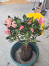 开时果 杜鹃花盆栽带花苞发货 四季开花鲜花卉绿植物盆景源头直发包邮 【带花苞发货】大号粉色杜鹃花+原生盆 实拍图