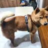 睿福祥土狗家狗通用型幼犬成犬冻干10斤装柯基泰迪金毛边牧中小型犬粮 营养四拼粮10斤【经济实惠装】 0lb 实拍图